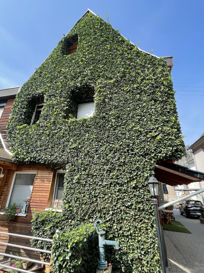 Dachdecker-Landesinnung Berlin: Gebäudebegrünungen sind emissionsfreie Klimaanlagen