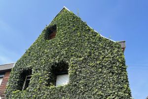 Dachdecker-Landesinnung Berlin: Gebäudebegrünungen sind emissionsfreie Klimaanlagen