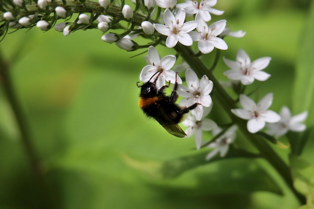 dark earth bumblebee, dark bumblebee, dark ground bumblebee, schnee-felberich, pollination, pollinate, insect, nature