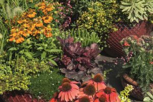 Das Purpurglöckchen – vielfältige Bereicherung in allen Jahreszeiten