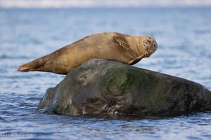Der 22. März ist der Internationale Tag der Robben