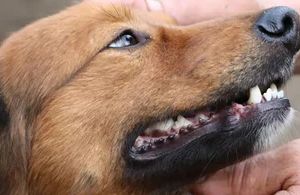 Der Hundezahn im Fokus: Aufbau, Risiken und richtige Pflege