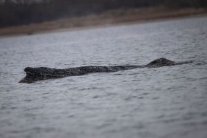 Der in der Ostsee gestrandete Buckelwal. 