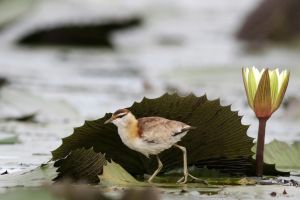 Der Kleine Blatthühnchen (Microparra capensis) läuft auf Seerosen in den Feuchtgebieten des Chobe.
