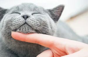 Die besondere Verbindung zwischen Katze und Mensch