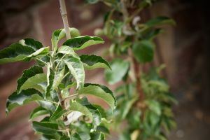 Die richtige Obstsorte auswählen