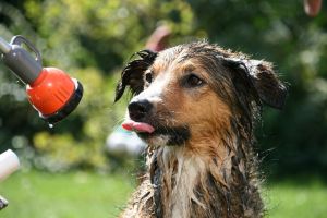 dog, playful, shower, wet, nature, pet, animal, water, wetter