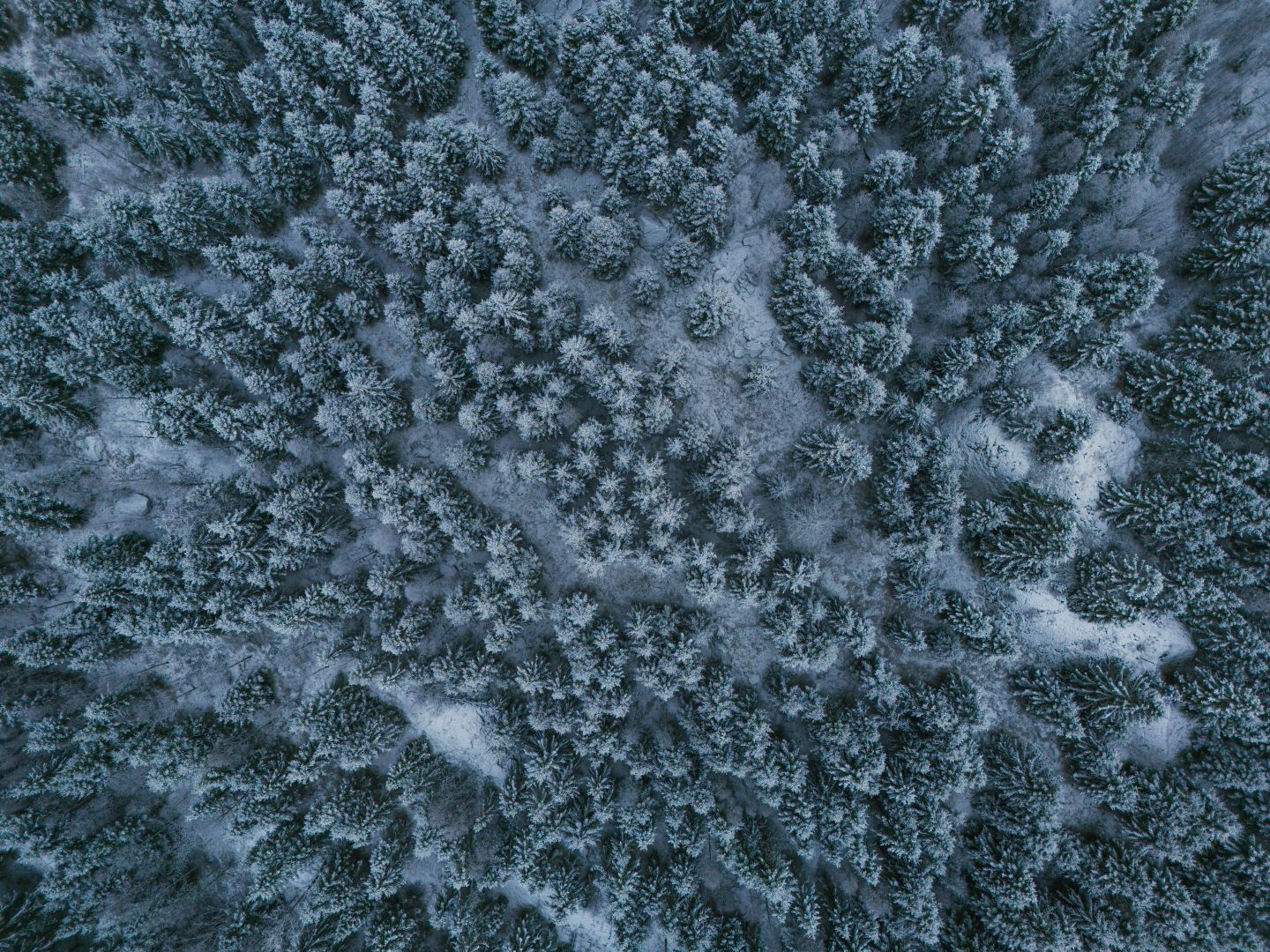 Drohnenaufnahme eines schneebedeckten Waldes in Tenhult, Schweden, die dichte nordische Bäume im Winter zeigt.