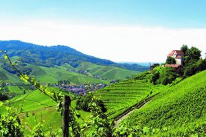 Durbacher Winzer übernehmen Rebfläche