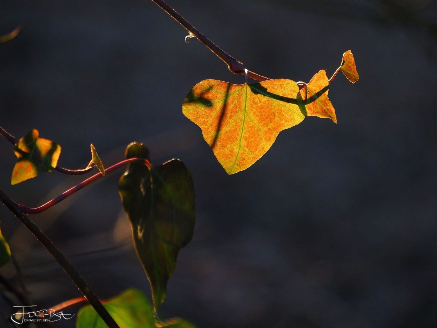 „Efeu ist viel mehr als nur immergrün“