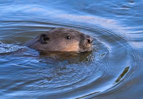 Ein Biber schwimmt im Grenzfluss Oder im Oderbruch