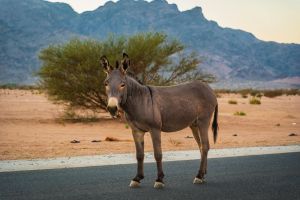 Ein einsamer Esel steht auf einer Straße in einer Wüste in Saudi-Arabien mit Bergen im Hintergrund.