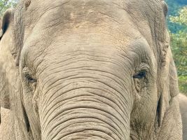 Ein Elefant in Thailand