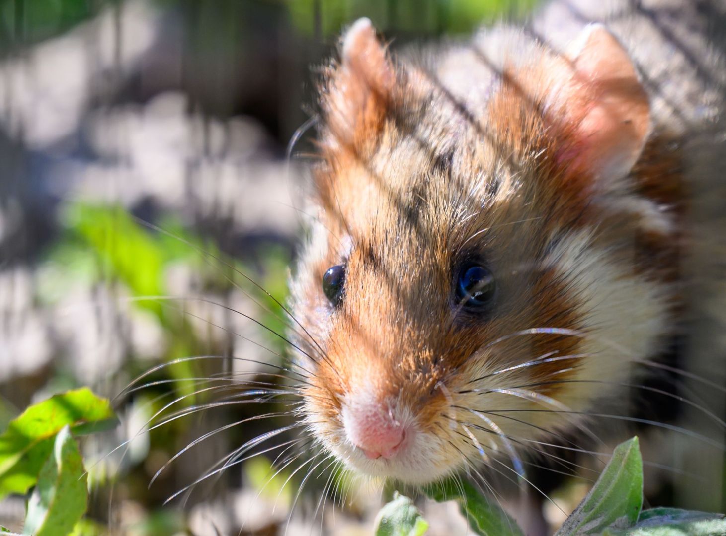 Ein Hamster sitzt auf einem Feld. 