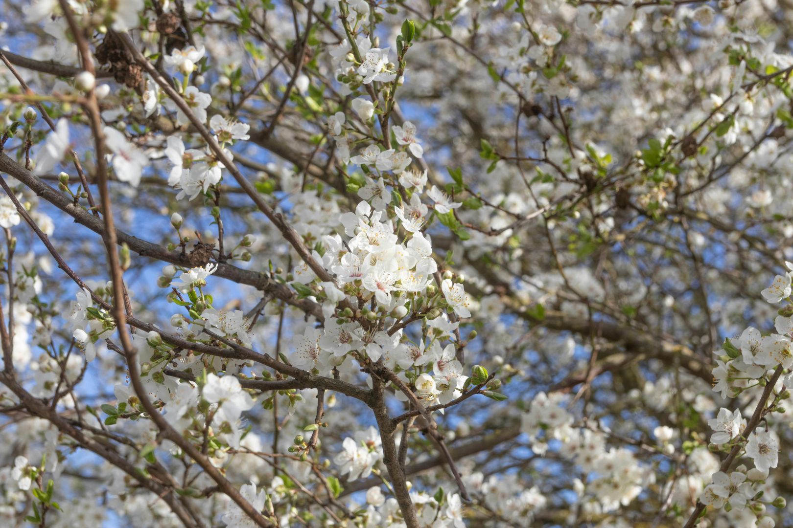 ein malerischer anblick weiß blühender bäume, die die schönheit des frühlings symbolisieren.