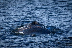 Ein Wal im Wismarer Hafen