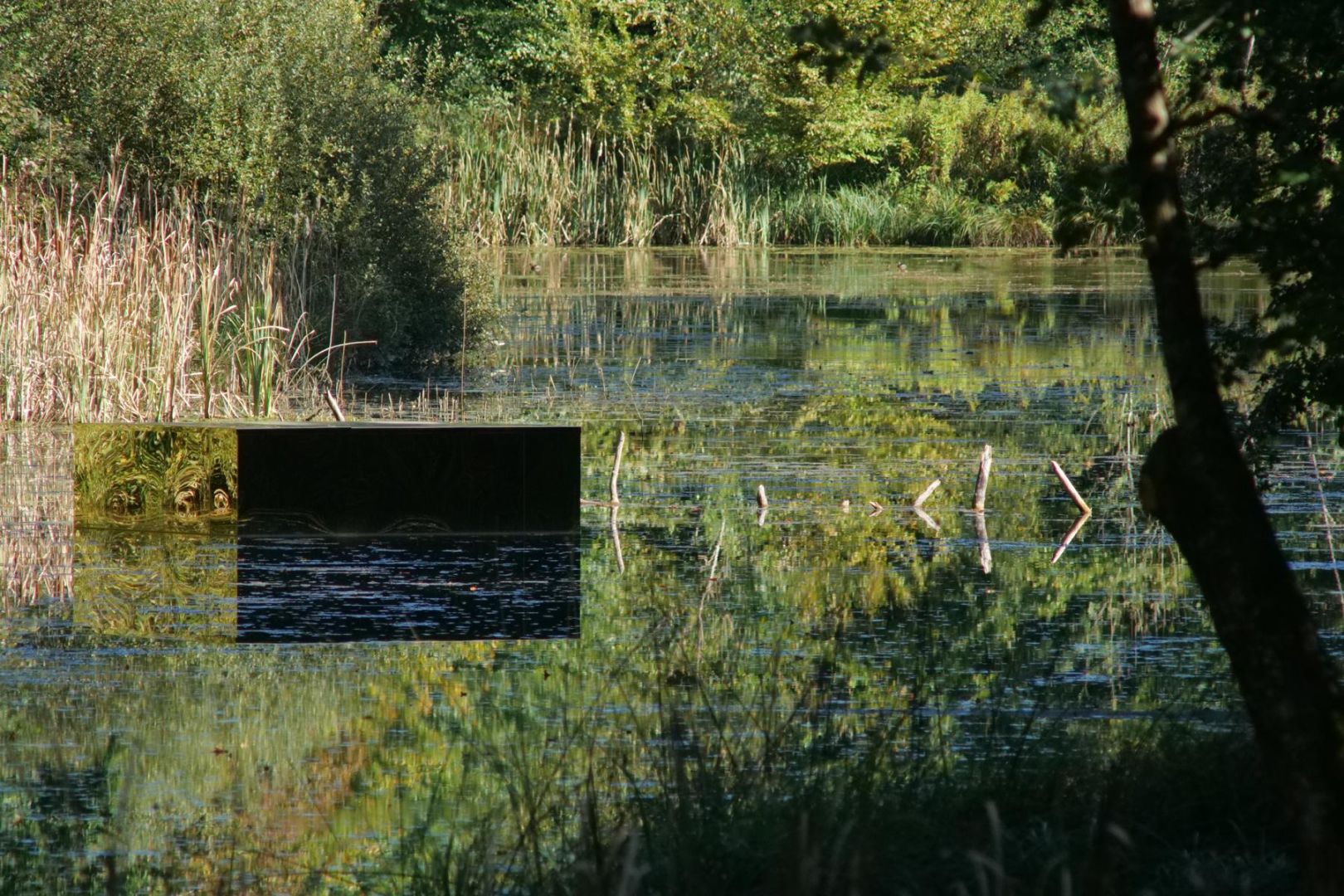 Ein Waldes Echo – Reflexion in Edelstahl