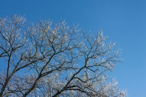Eine eindrucksvolle Winterszene: Ein frostbedeckter Baum mit Eiskristallen vor klarem, blauem Himmel in Southborough.