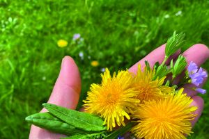 Einheimisches Superfood im Klinikpark: Führung zum Thema „Essbare Wildpflanzen“