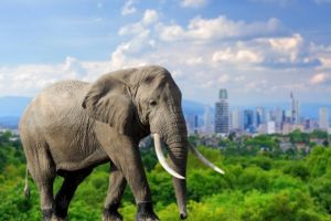Elefanten als Vorbild effizienter Klimaanlagen und Hausfassaden