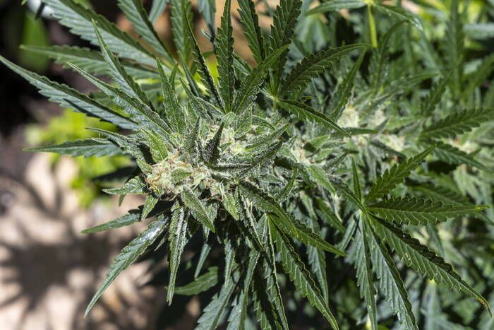 Entgegenahme von „Dr. Ansay“-Rezepten ist für Apotheken rechtswidrig