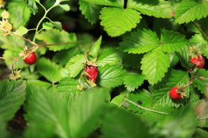 erdbeere, beere, vitamins, frisch, hubsch, blätter, frühling, natur