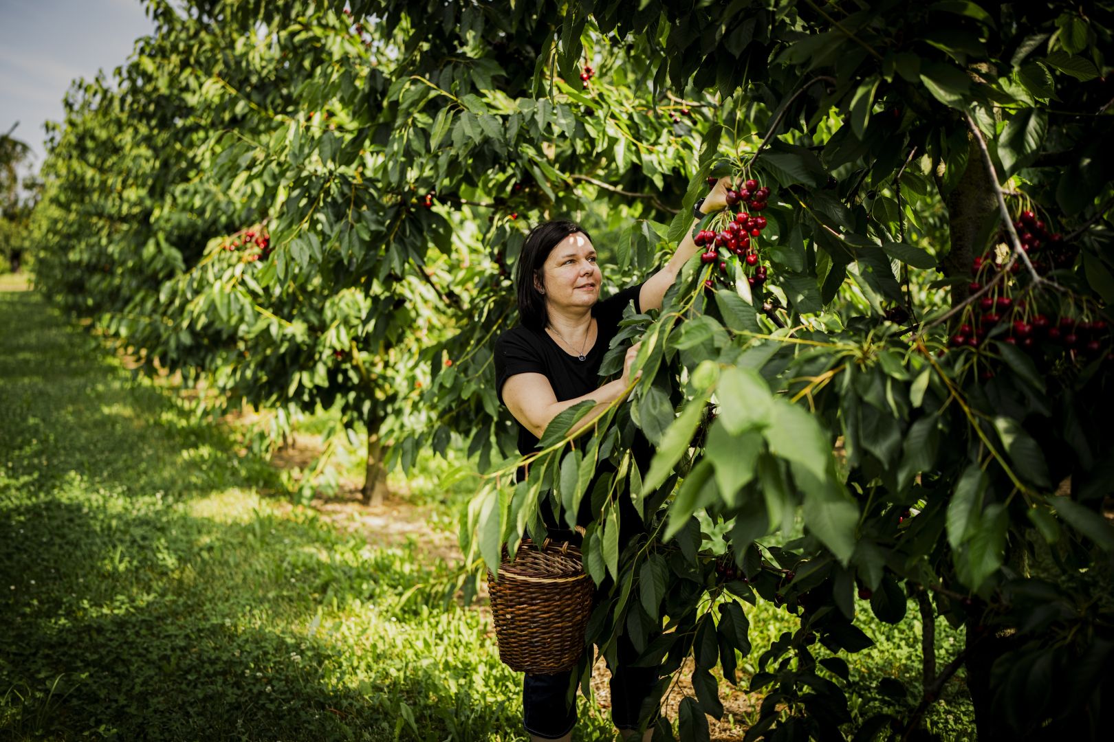 Erlebnistipps rund um die Kirsche im Schwarzwald