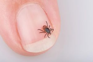 Erster Impfstoff für Menschen gegen Borreliose wirkt in Studie zu 73,2 Prozent
