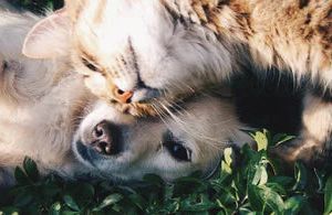 Erster Tierarztbesuch: So bleibt dein Welpe oder Kitten entspannt und stressfrei