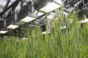 EU lockert Gentechnikregeln: Neue Pflanzen sollen ohne Kennzeichnung in den Handel