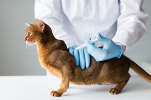 EU-Parlament beschließt Chip-Pflicht für alle Hunde und Katzen