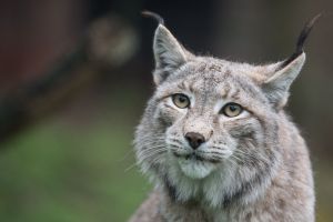 Eurasischer Luchs