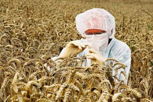 Europa verändert die Regeln für die Gentechnik