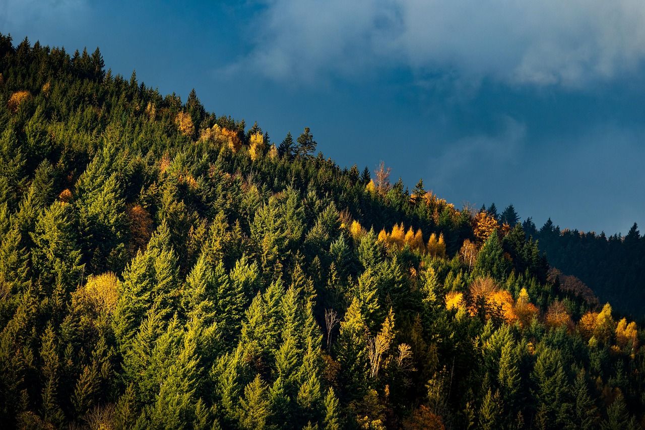 fall, nature, landscape, black forest, tourism, trees, forest, 2022, november, hike, nature, forest, forest, forest, forest, forest, november