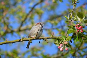 fauna, wildlife, earthdaycontest, spatz, vogel, vogelkunde, spezies, tier, schnabel, tierwelt
