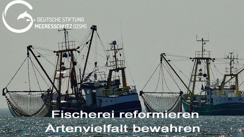 Fischereikommission ICCAT mit Teilerfolgen für den Haischutz