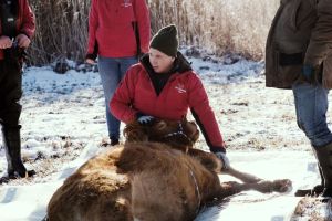 Flüchtige Kuh Arielle eingefangen