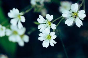 flower, beautiful flowers, summer, nature, blossom, flower background, sommer, flower wallpaper, white, petit