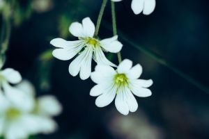 flower, summer, beautiful flowers, flower background, nature, blossom, sommer, flower wallpaper, white, petit