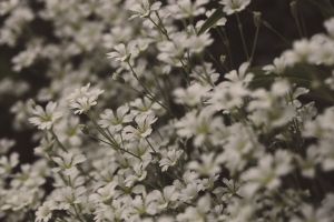 flower, summer, flower background, nature, flower wallpaper, blossom, sommer, beautiful flowers, white, petit