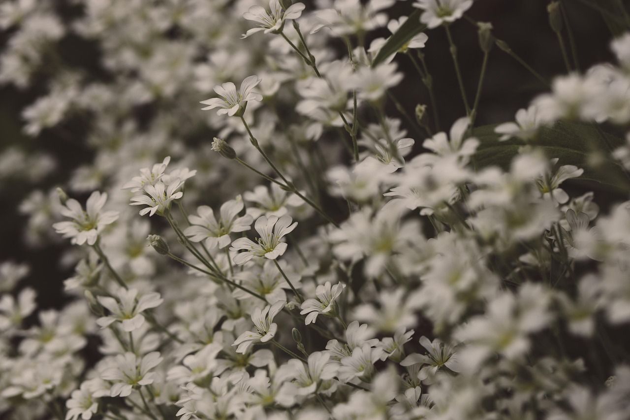 flower, summer, flower background, nature, flower wallpaper, blossom, sommer, beautiful flowers, white, petit