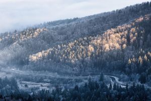 fog, forest, nature, winter, landscape, winter landscape, white, cold, snow, season