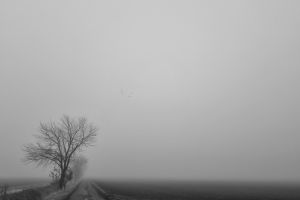 fog, tree, melancholy, november, bleak, cloudy, nature, landscape, melancholy, melancholy, melancholy, melancholy, melancholy, bleak
