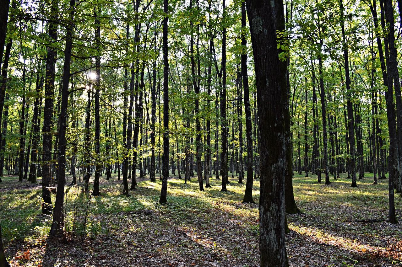 forest, nature, september, autumn