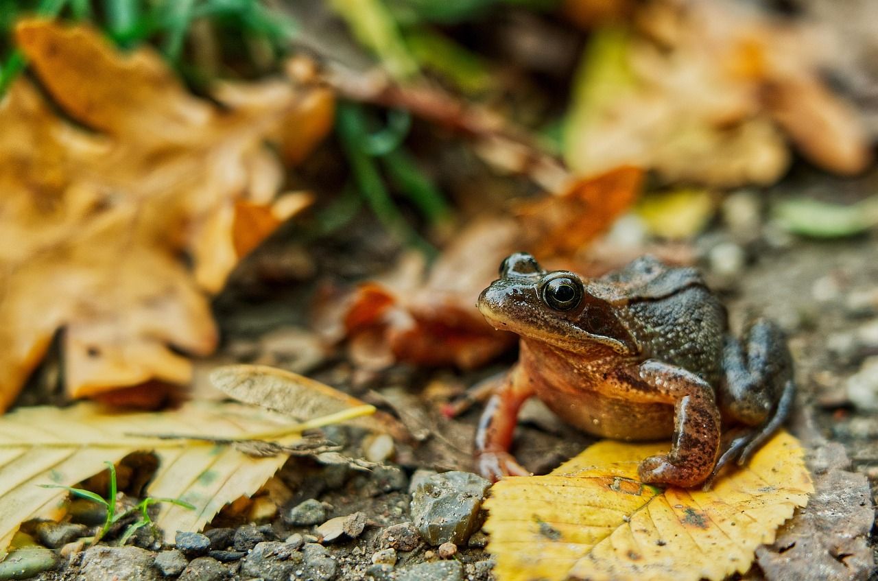 frog, amphibian, species, frosch, kröte, erdkröte, common toad, toad, leafs, wood, braun, orange, erde, earth, autumn, herbst