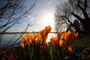 Frühling an der Alster