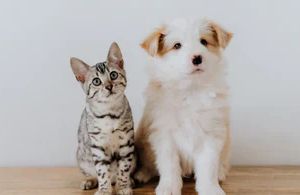 Frühling mit Hund und Katze: Gesund durch Allergien, Fellwechsel und Zeckenzeit