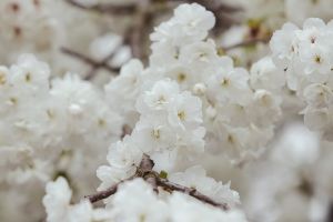 frühling, nature, natur, blüte, insekt, pollen, hintergrund, blumen, baum, garden