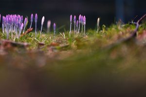 Frühlingsboten in Niedersachsen