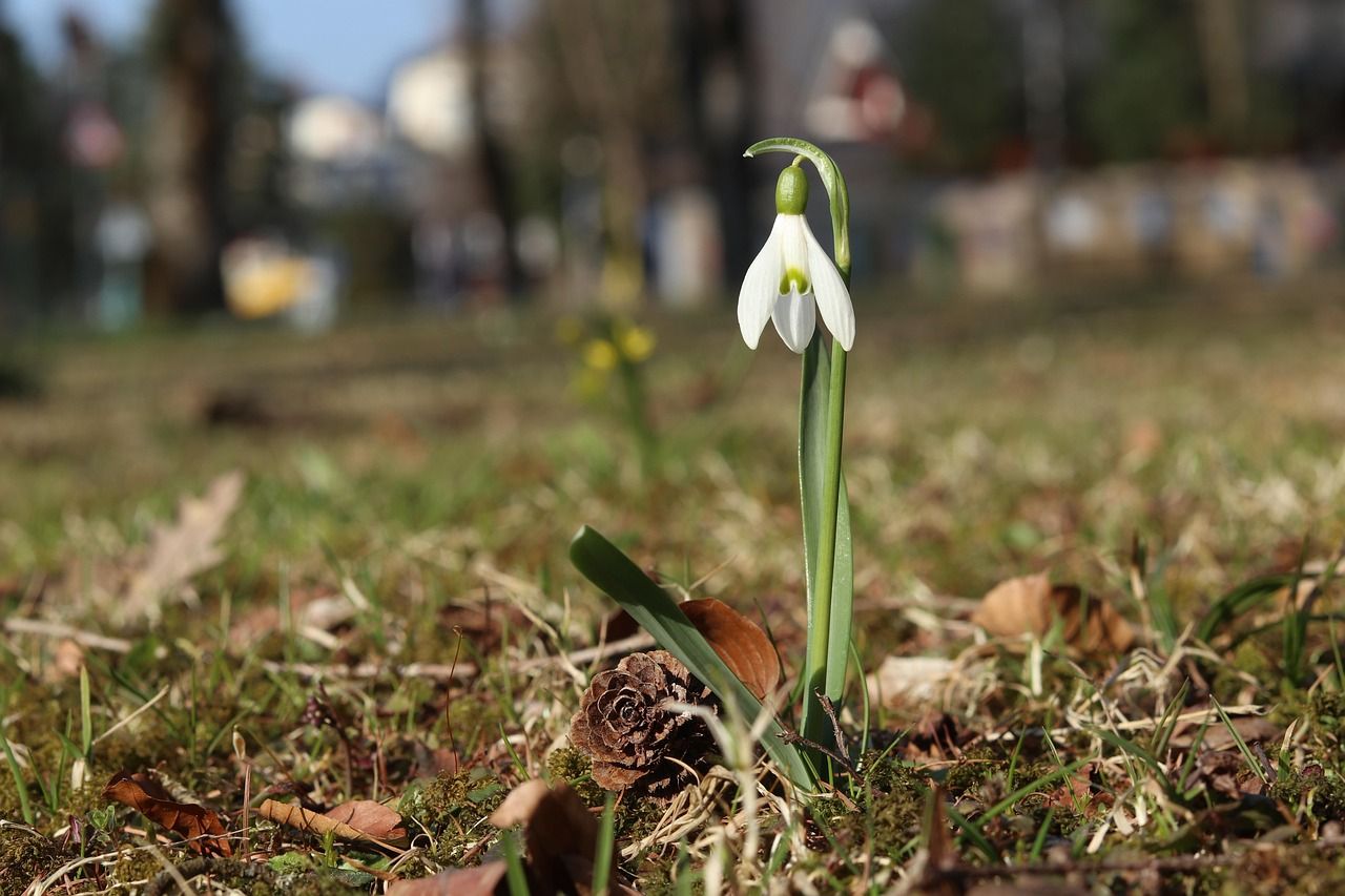 galanthus, flower background, spring, flower wallpaper, schneeglöckchen, beautiful flowers, frühling, flower, nature, blumen